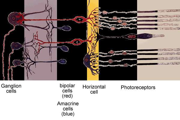 Structure of the retina - schematic